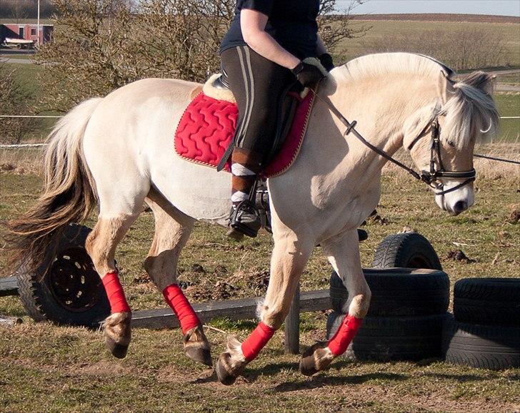 Fjordhest Sally (Lånehest) ~ True Friend ~ - Galop i Marts 2012... billede 19