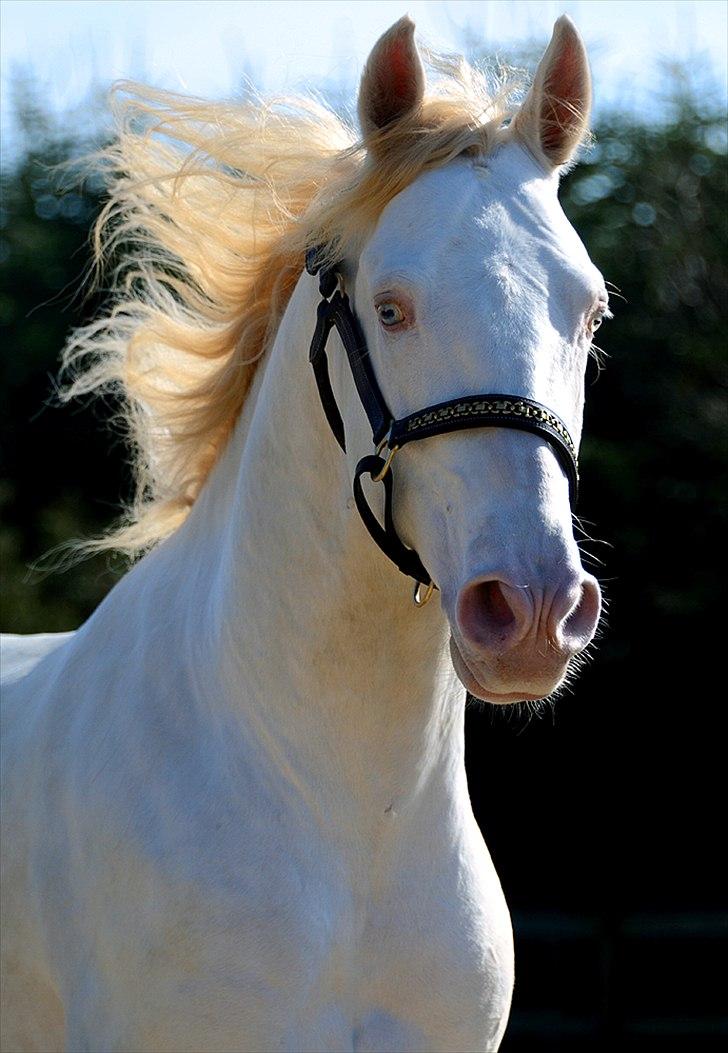 Lusitano Boreal - Billedsmuk på sin første dag i Danmark. billede 2