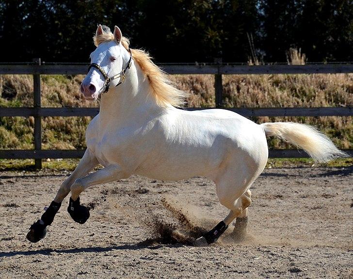 Lusitano Boreal billede 4