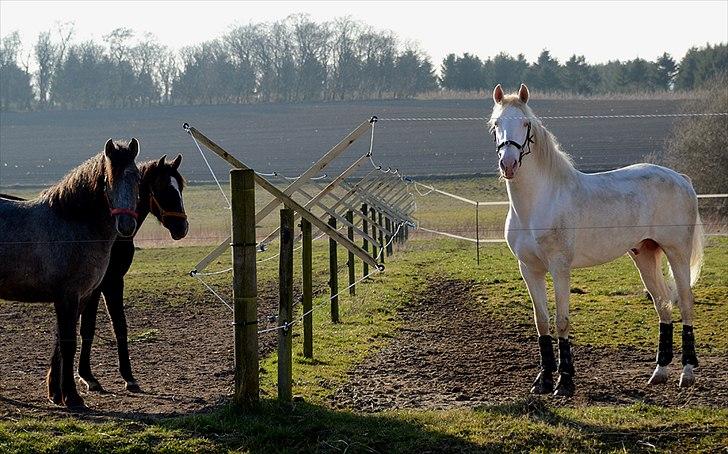 Lusitano Boreal - På fold i Danmark ved siden af to unghopper. billede 5