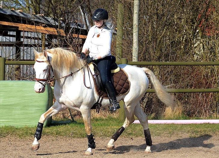 Lusitano Boreal billede 8