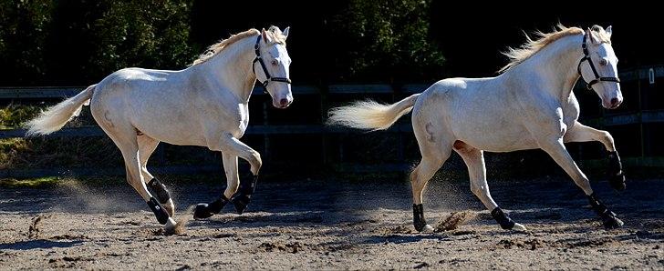 Lusitano Boreal billede 15