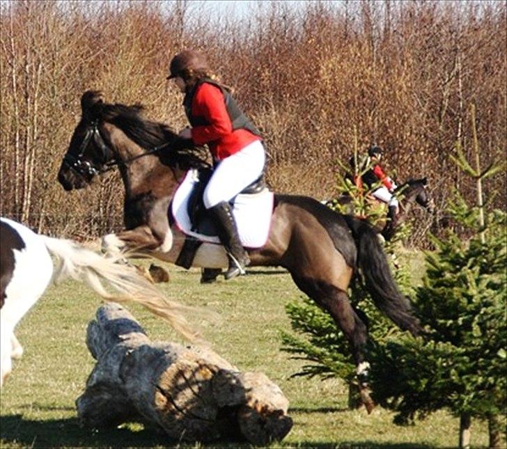 Pinto Blackie - Jagtponyen billede 4