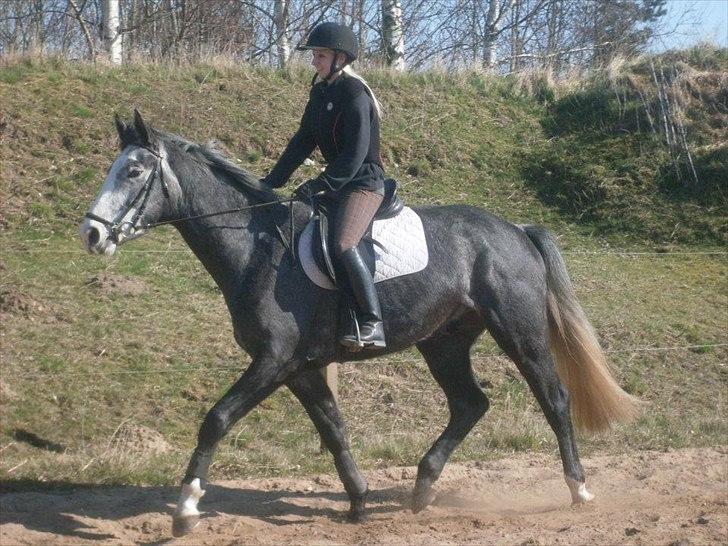 Anden særlig race Ferdinand Pascal - Foto: Kit C . Første gang udendørs. Efter 1 ½ mdr i ridning billede 2