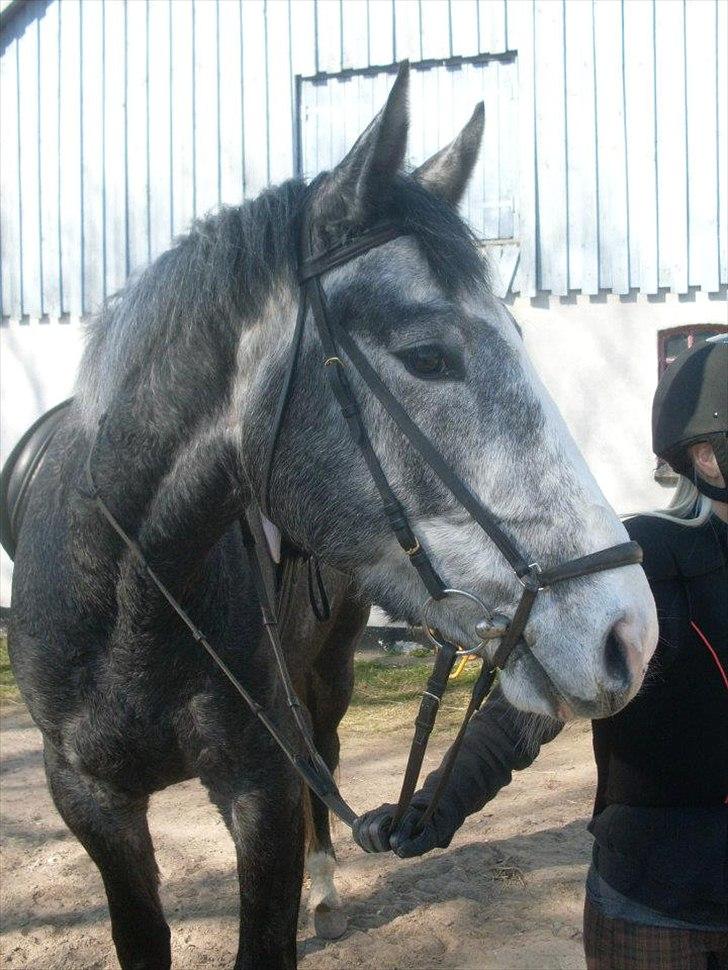 Anden særlig race Ferdinand Pascal - Foto: Kit C billede 19