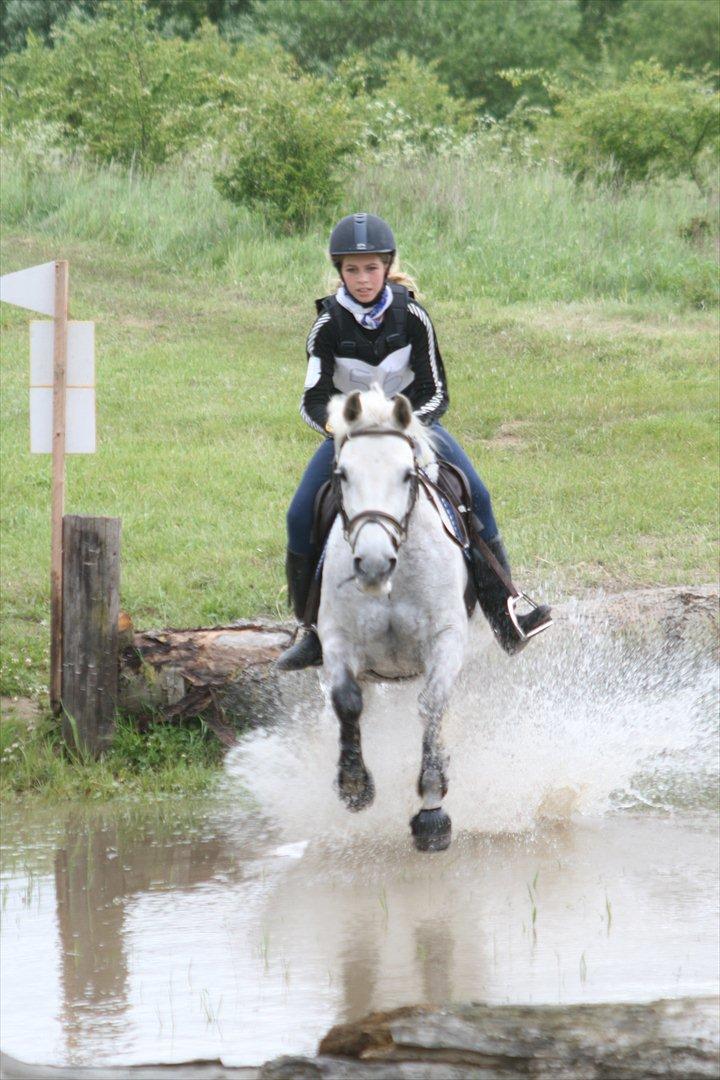 Shagya Araber (SH) Silke Mellemgård  B-Pony - DM for hold i military 2010 næstved billede 18