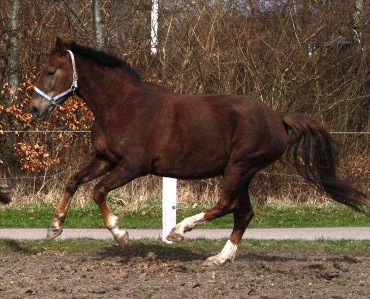 Anden særlig race Miss maja   (død) billede 15