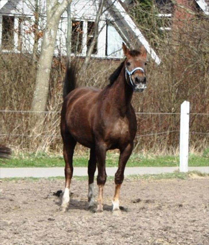 Anden særlig race Miss maja   (død) billede 16