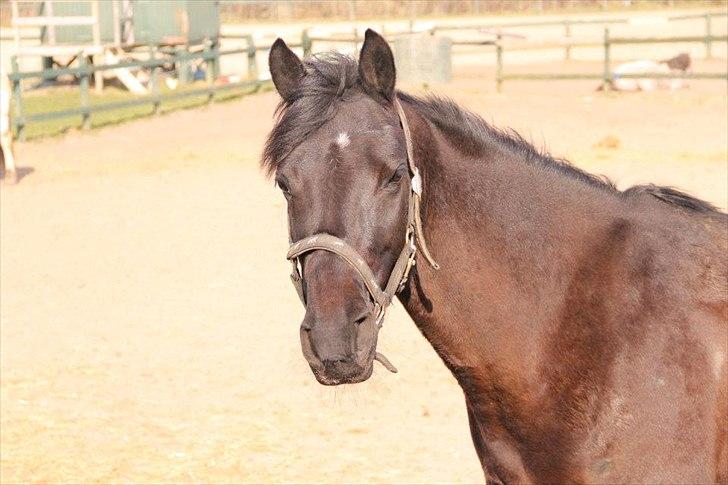 Welsh Cob (sec D) Holly billede 2