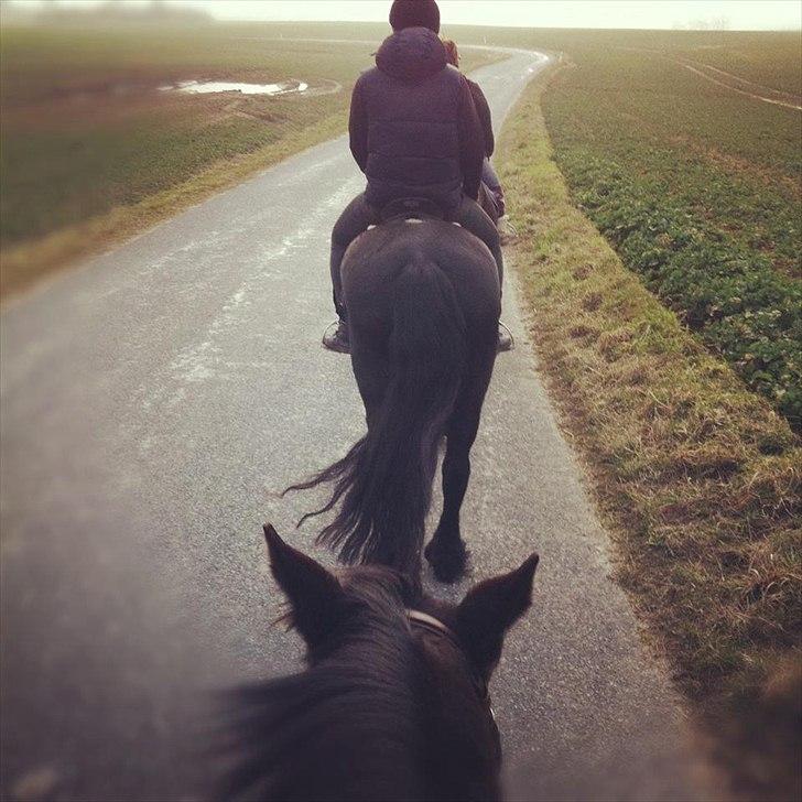 Frieser Teske Van Het Zuidereind - Teske på tur, her er det min kæreste der rider på hende :-) billede 12