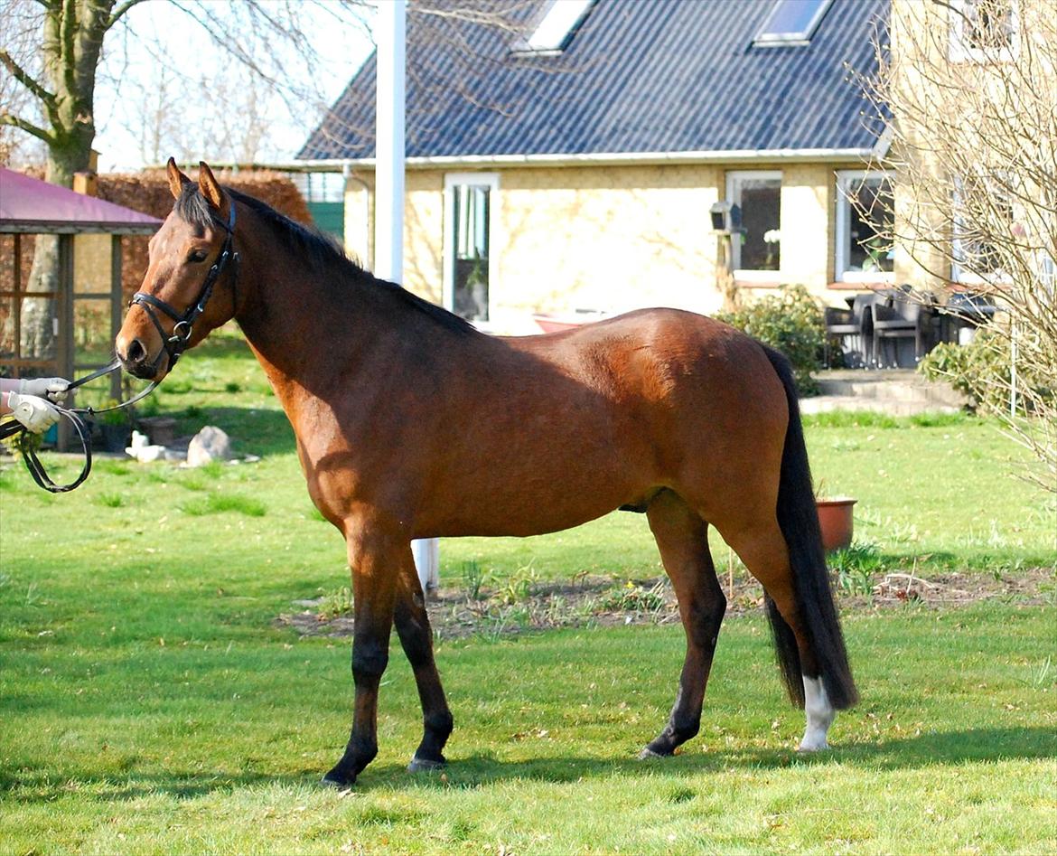 DSP BROWN COTTON NG - SOLGT - Marts 2012 billede 15