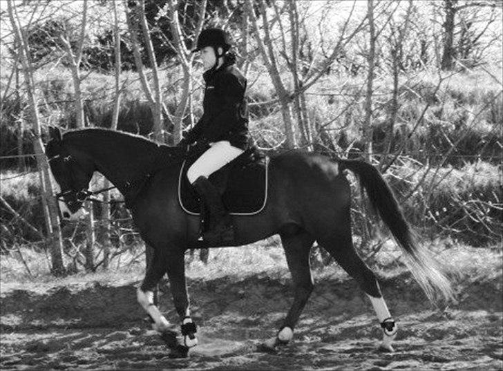 Arabisk fuldblod (OX) Ryttergårdens Shado! [Min soulmate] billede 14