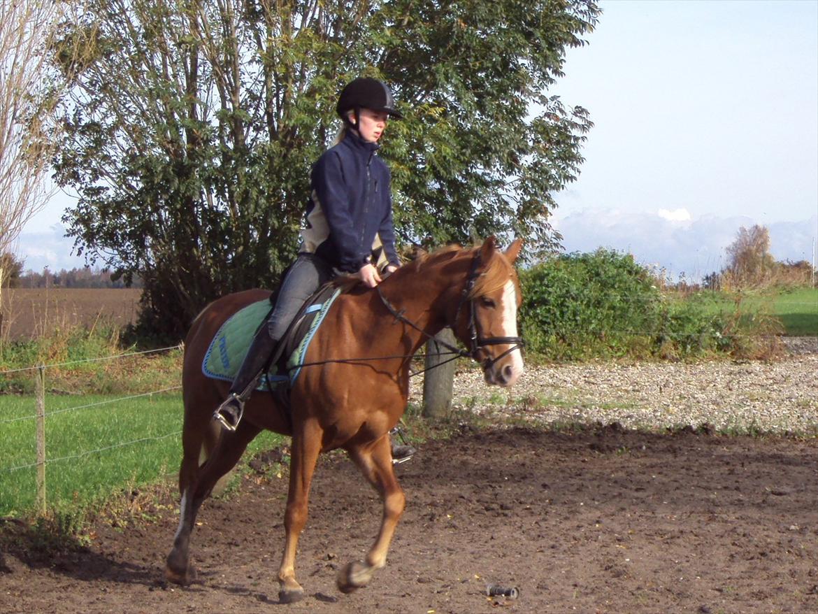 DSP Stald Blymes Pride billede 12