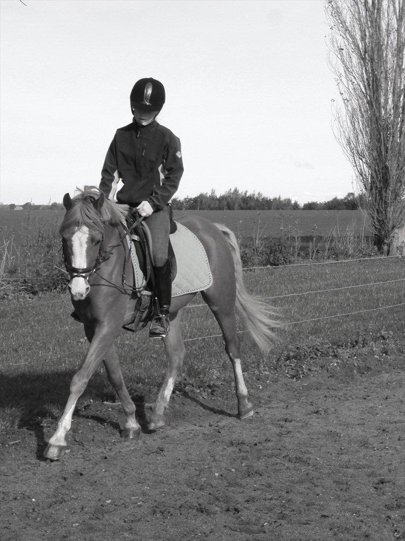 DSP Stald Blymes Pride billede 13