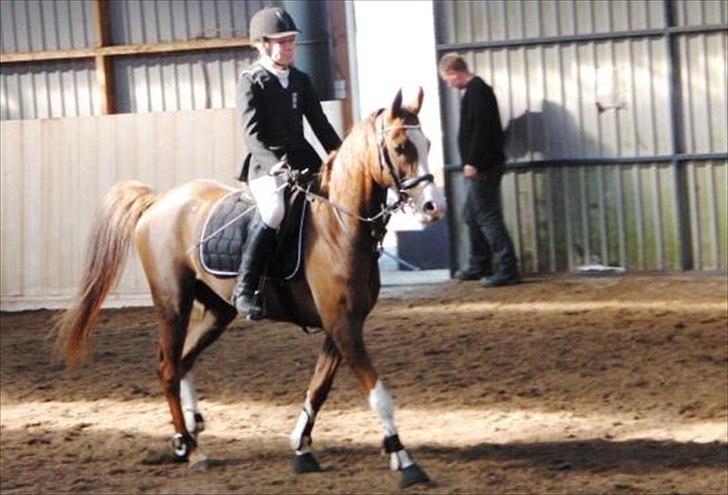 Arabisk fuldblod (OX) Ryttergårdens Shado! [Min soulmate] billede 15