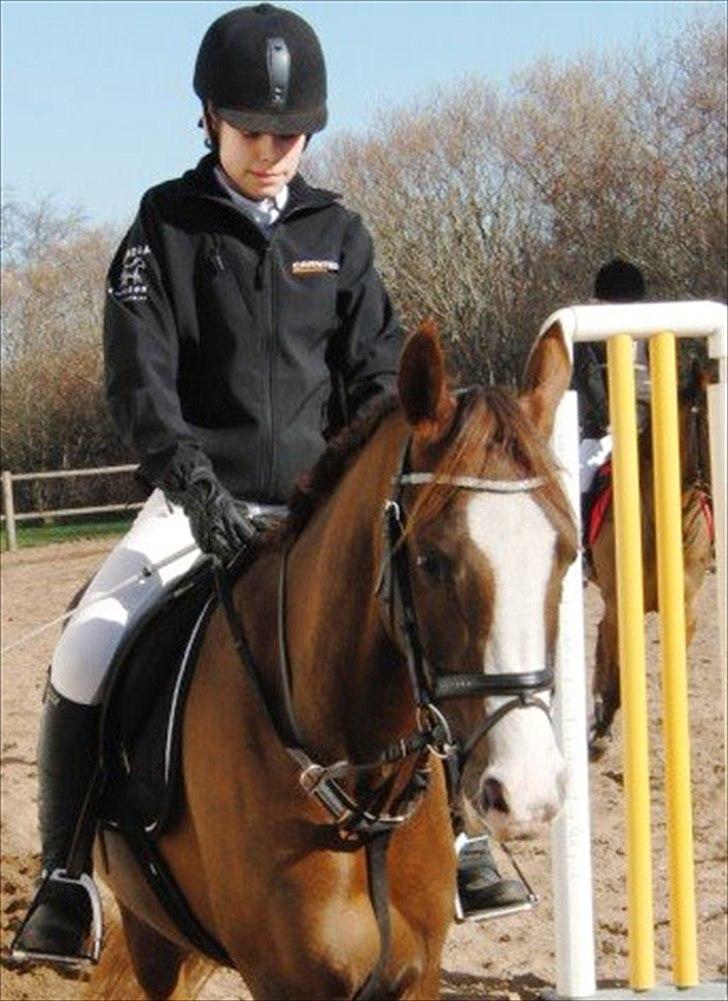 Arabisk fuldblod (OX) Ryttergårdens Shado! [Min soulmate] billede 16