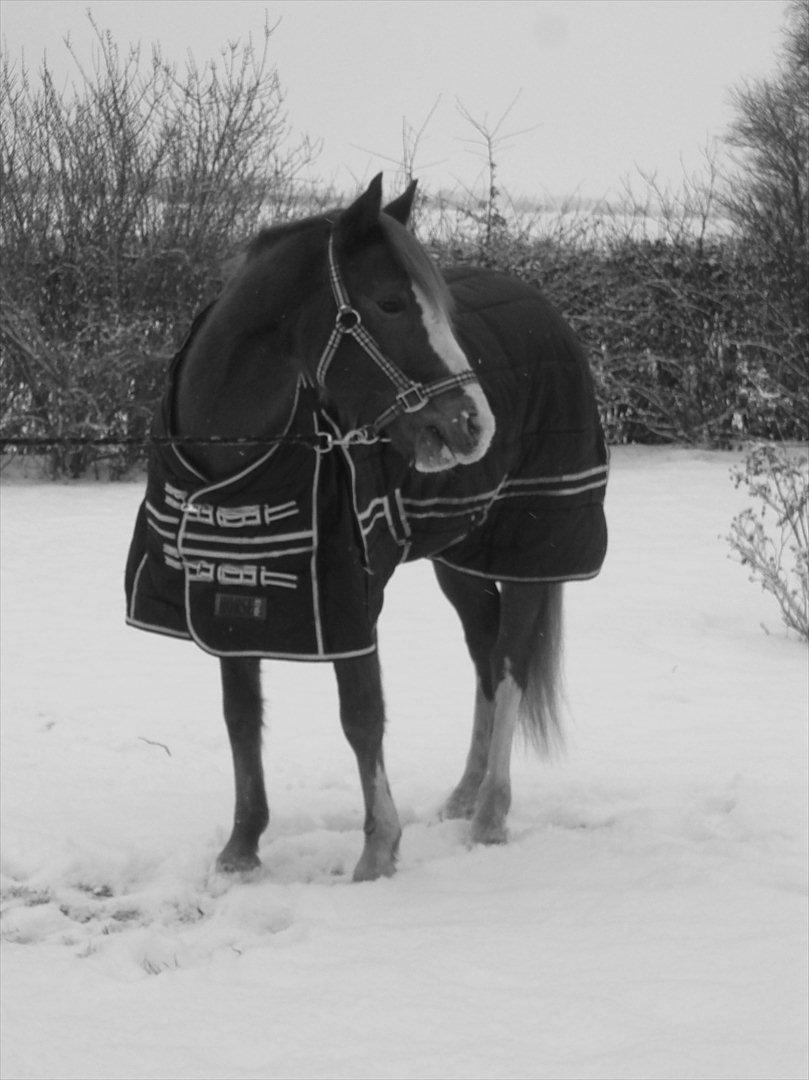 DSP Stald Blymes Pride billede 15