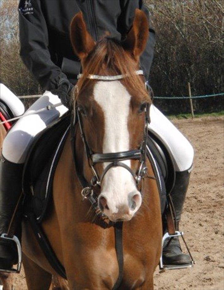 Arabisk fuldblod (OX) Ryttergårdens Shado! [Min soulmate] billede 17