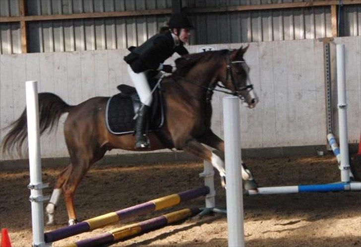 Arabisk fuldblod (OX) Ryttergårdens Shado! [Min soulmate] billede 18