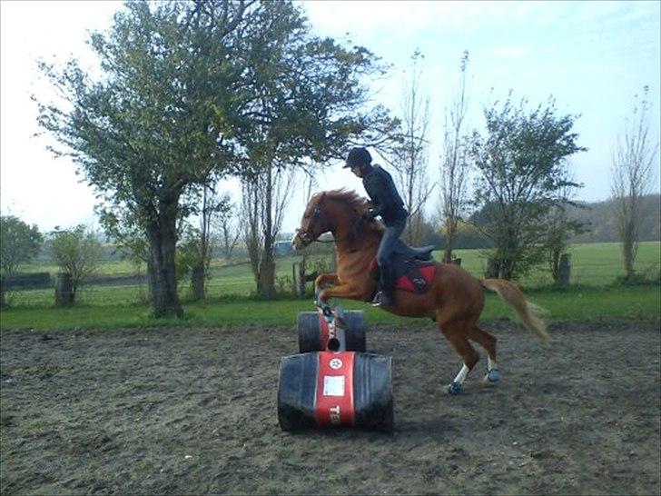 DSP Stald Blymes Pride billede 18