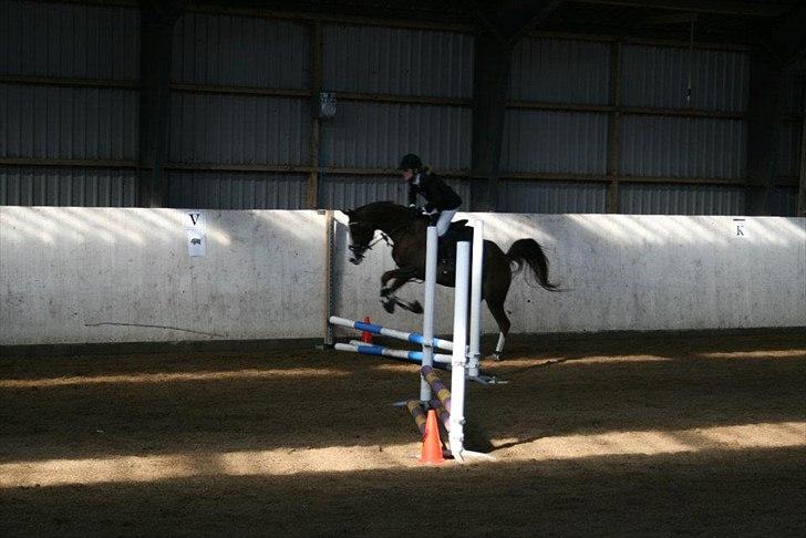 Arabisk fuldblod (OX) Ryttergårdens Shado! [Min soulmate] billede 19