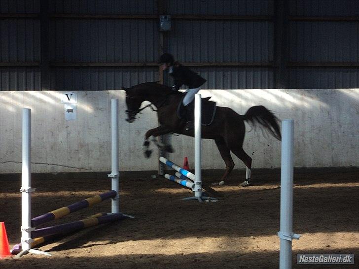 Arabisk fuldblod (OX) Ryttergårdens Shado! [Min soulmate] billede 20