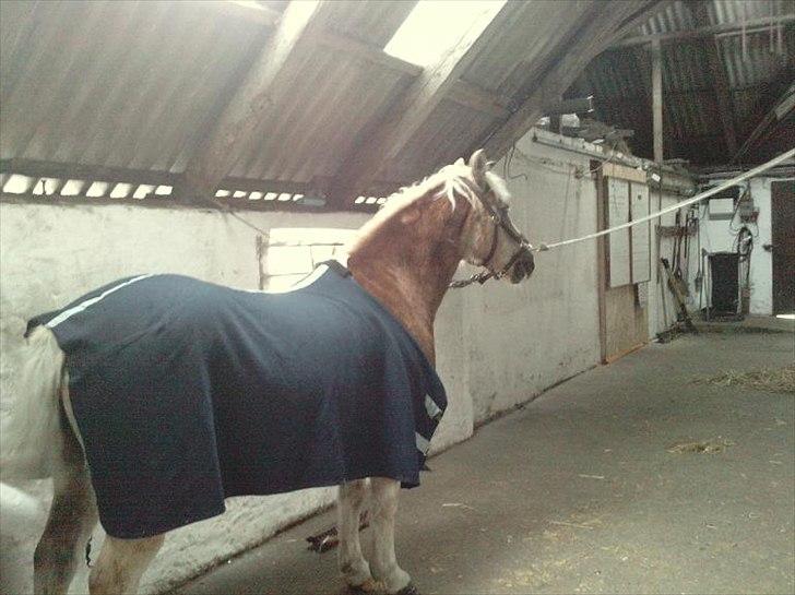 Haflinger PRINS - *SAVNET* - Smukke dreng! billede 16