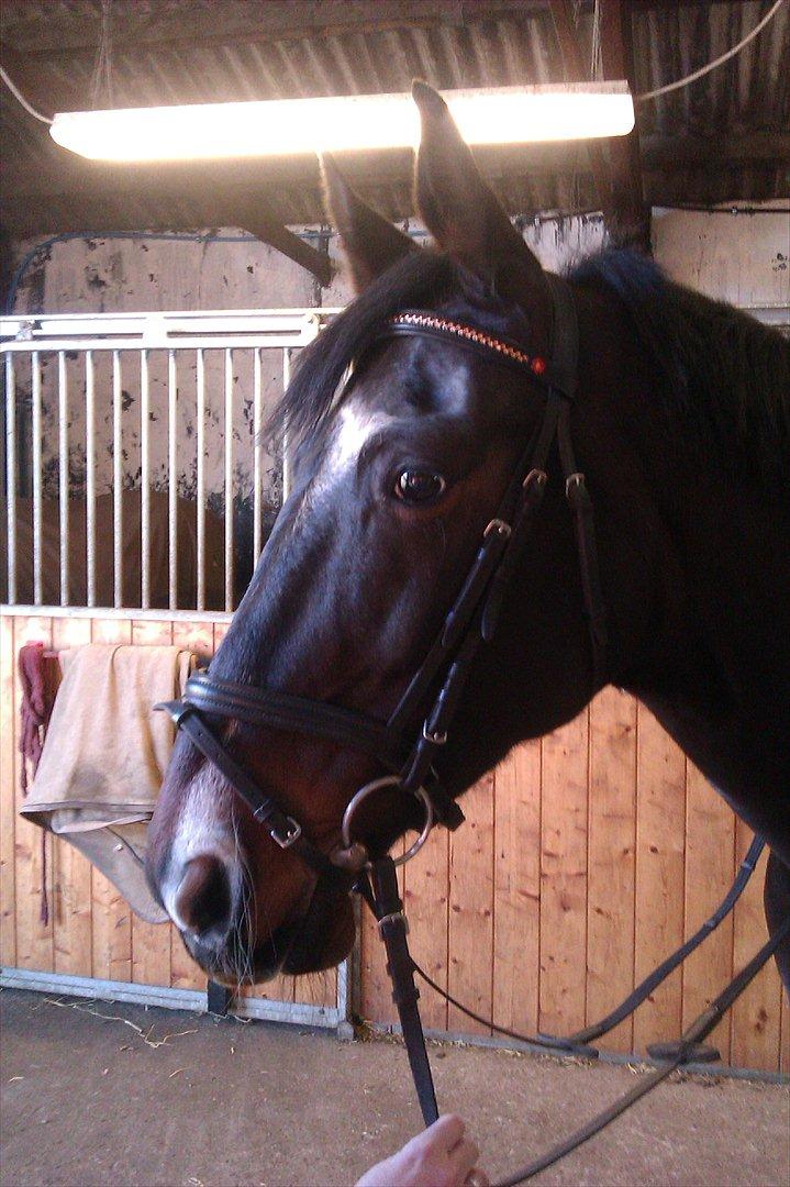 Anden særlig race Labell - Den sødeste Labs inden vi skal ud og ride! Med sit nye pandebånd på! billede 6