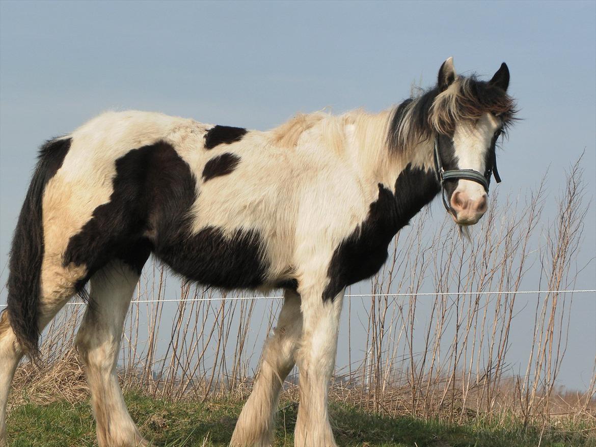 Irish Cob Emma "tidligere hest" - Velkommen til min profil. 1 år;) billede 1