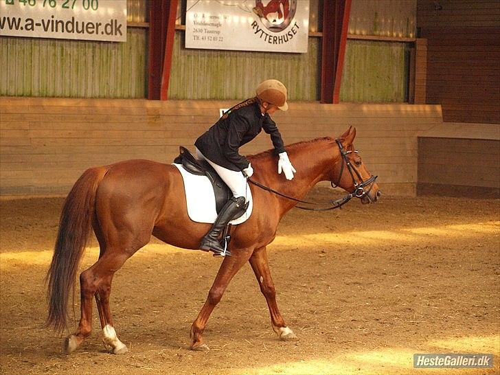 Trakehner Ferrari<3 Frejse, min ballademager!:* - Jeg havde virkelig aldrig nogensinde troet at vores eventyr skulle starte så hurtigt! ♥♥
Jeg elsker dig!♥
Foto: Caroline Larsen billede 3
