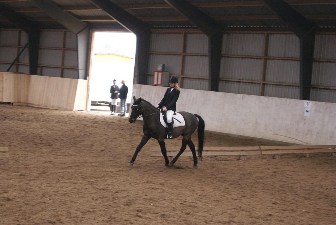 DSP Snorgaardens Mistrael [Rider ikke mere] - Viljen til at ville giver evnen til at kunne!

Foto: Liv foråret 2012 billede 2