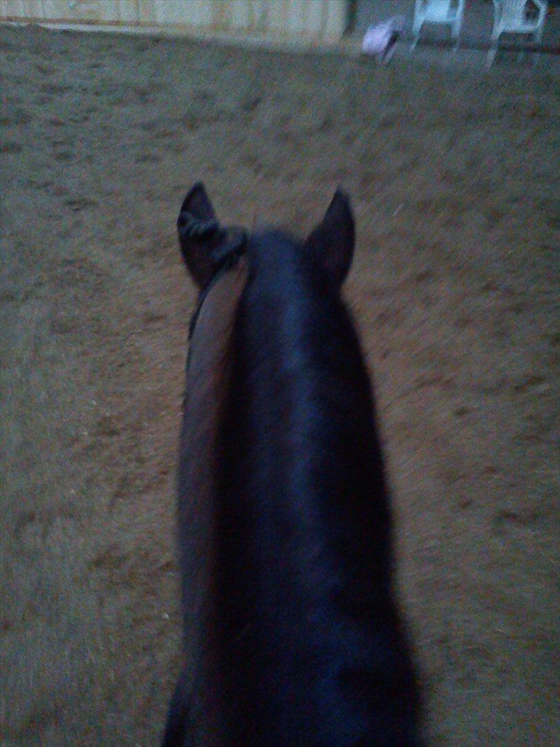 DSP Snorgaardens Mistrael [Rider ikke mere] - ♥ foto: Mig Foråret 2012 billede 8