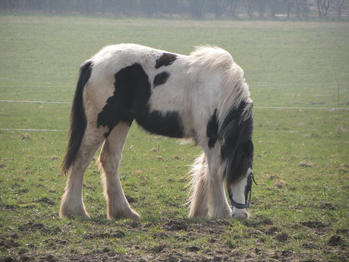 Irish Cob Emma "tidligere hest" billede 3
