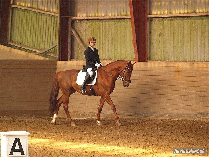 Trakehner Ferrari<3 Frejse, min ballademager!:* - Min stjernehest:*
Foto: Caroline Larsen billede 1