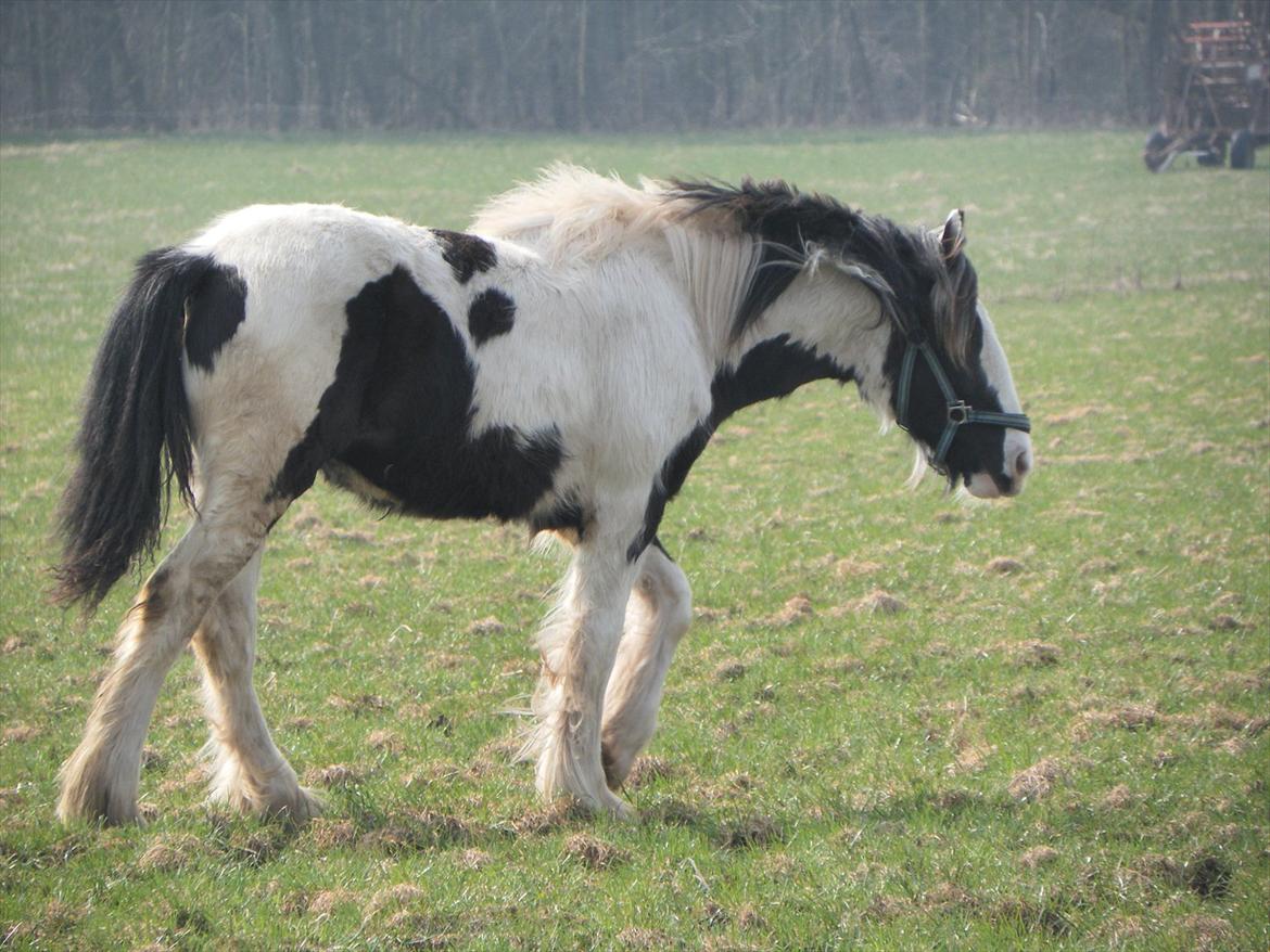 Irish Cob Emma "tidligere hest" billede 4