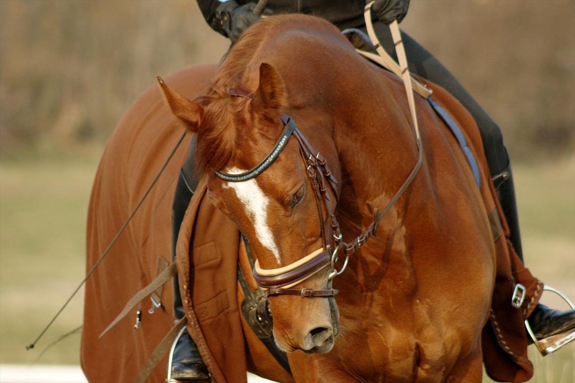 Oldenborg RYTTERGAARDENS PASCAL - Marts 2012 billede 6