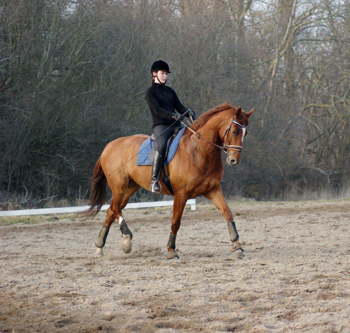 Oldenborg RYTTERGAARDENS PASCAL - Marts 2012 billede 3
