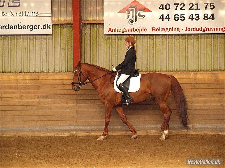 Trakehner Ferrari<3 Frejse, min ballademager!:* - Hvis du en dag tvivler på min kærlighed, så se mig i øjnene, og du vil aldrig tvivle mere:*
Foto: Caroline Larsen billede 7