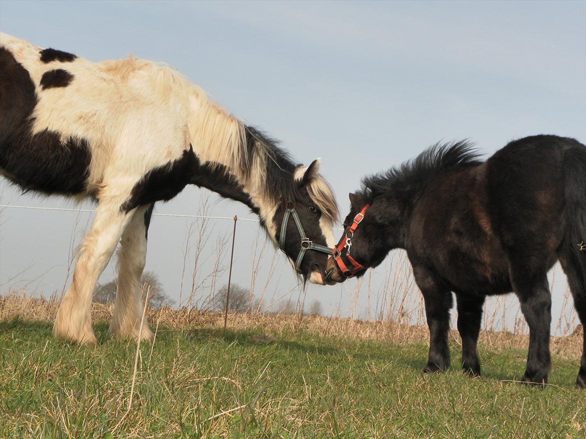 Irish Cob Emma "tidligere hest" - Nye bedste venner:) billede 8