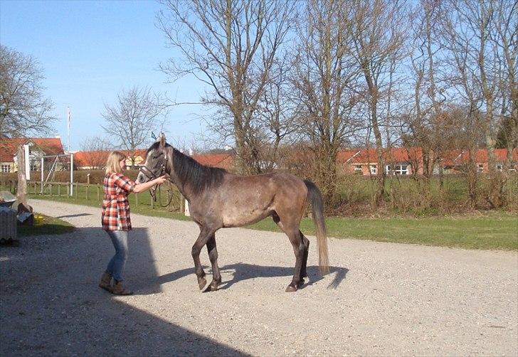 Arabisk fuldblod (OX) Marsien billede 19