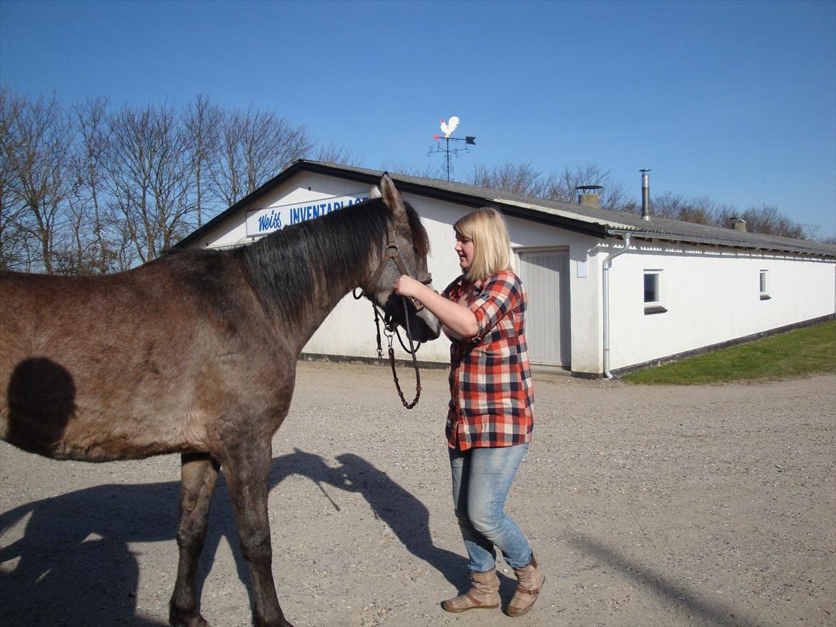 Arabisk fuldblod (OX) Marsien billede 20