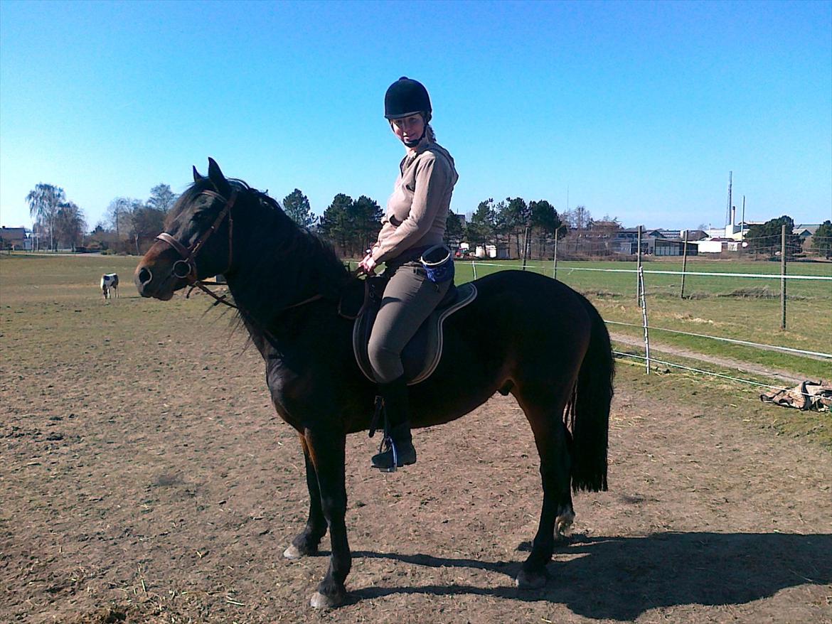 Welsh Cob (sec D) Alettico (Letti) billede 12