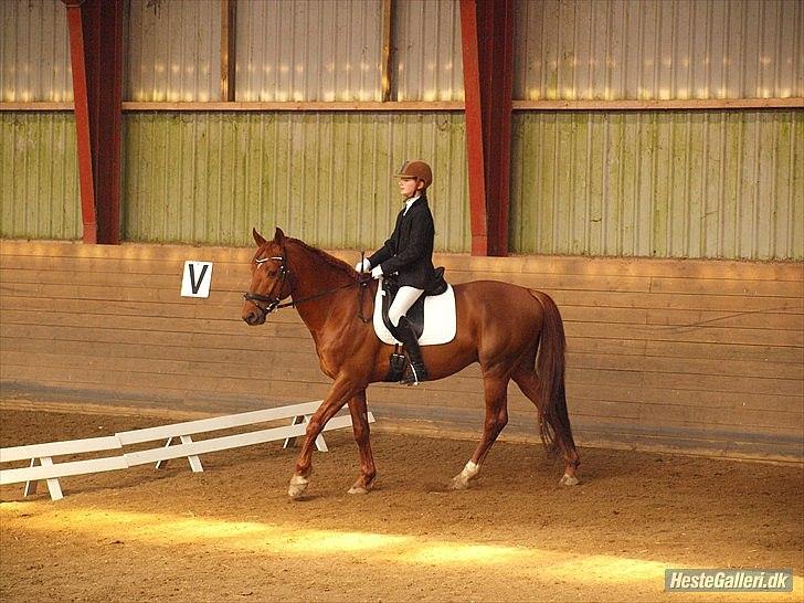 Trakehner Ferrari<3 Frejse, min ballademager!:* - Hvis der var nogen der sagde at jeg skulle råbe jeg elsker dig til hele verden, så ville jeg bare sige det til dig, for du er hele min verden, skat!<3
Foto: Caroline Larsen billede 8