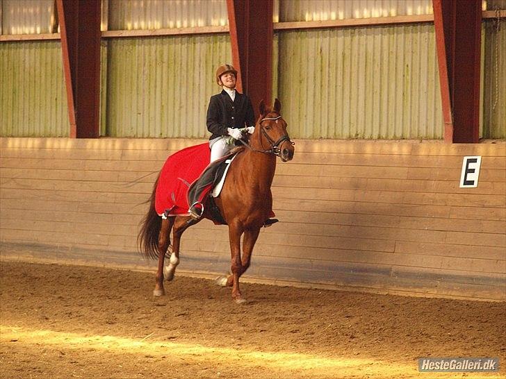 Trakehner Ferrari<3 Frejse, min ballademager!:* - Æresrunde:)♥♥
Du var så stolt, gik med hovedet højt og fnyste:)
Min seje hingst!♥♥
Foto: Caroline Larsen billede 9