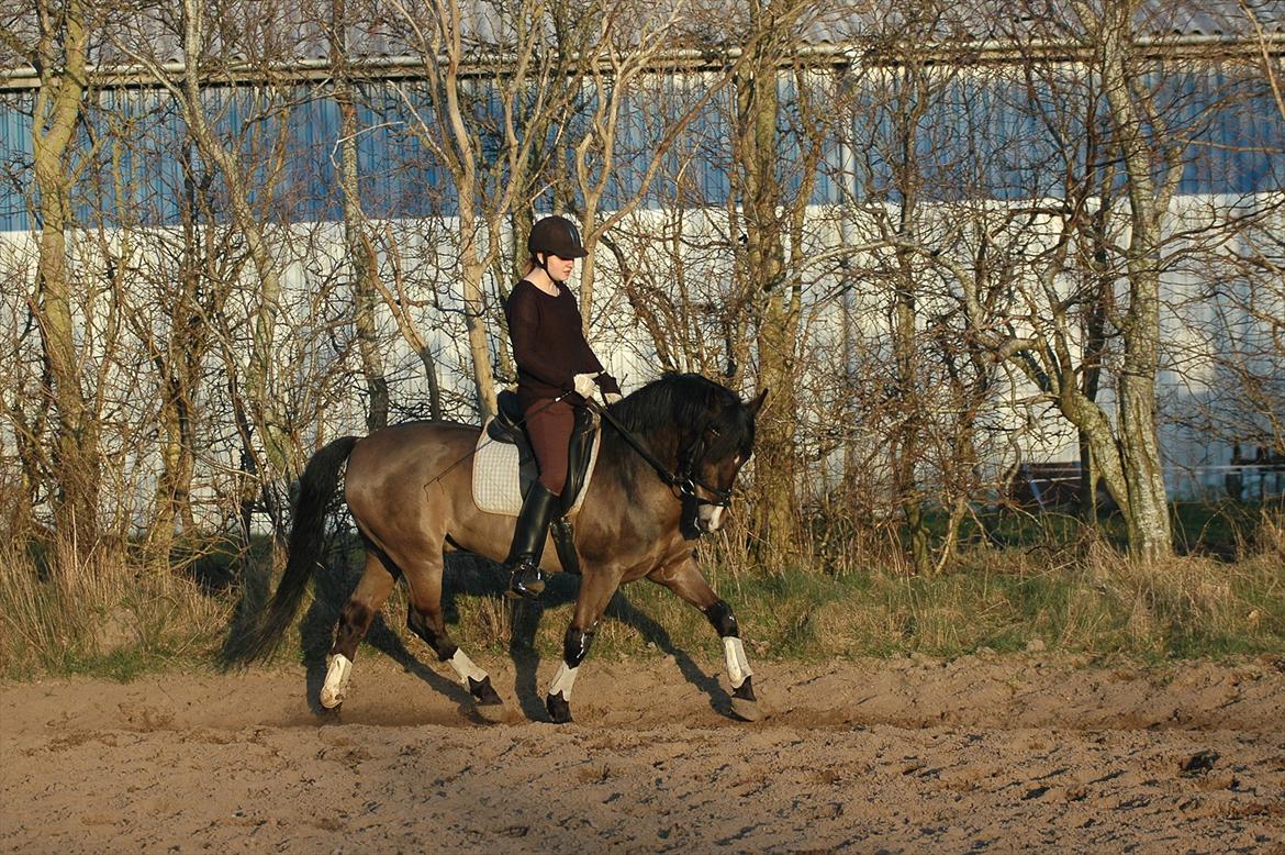 New Forest Elmholts Quick Step (: billede 12