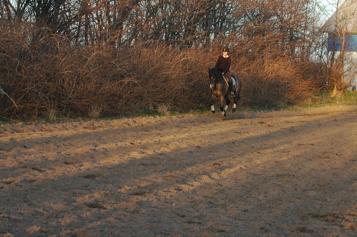 New Forest Elmholts Quick Step (: billede 14