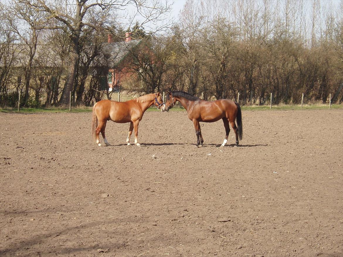 Anden særlig race Wi Linnea billede 20