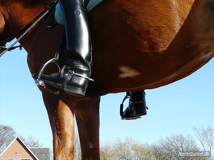 DSP Larsmindes Filanté - Bassens helt igennem fantastiske aftegn under hans mave, det viser bare hvilken hjerte pony han er!!<3333
d. 27/03 2012. Foto Line Møll.  billede 10