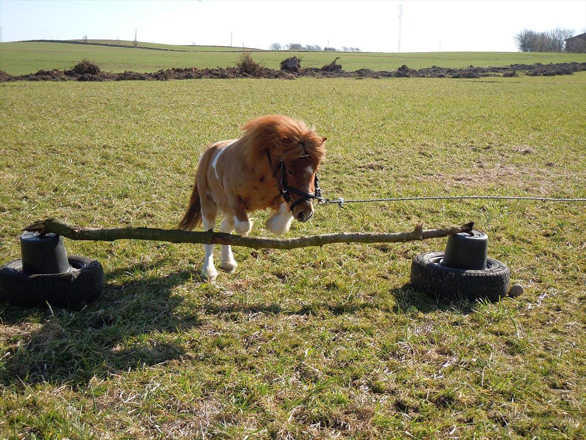 Anden særlig race Hugo - Et spring billede skulle jo lige ind her også :-)  billede 11