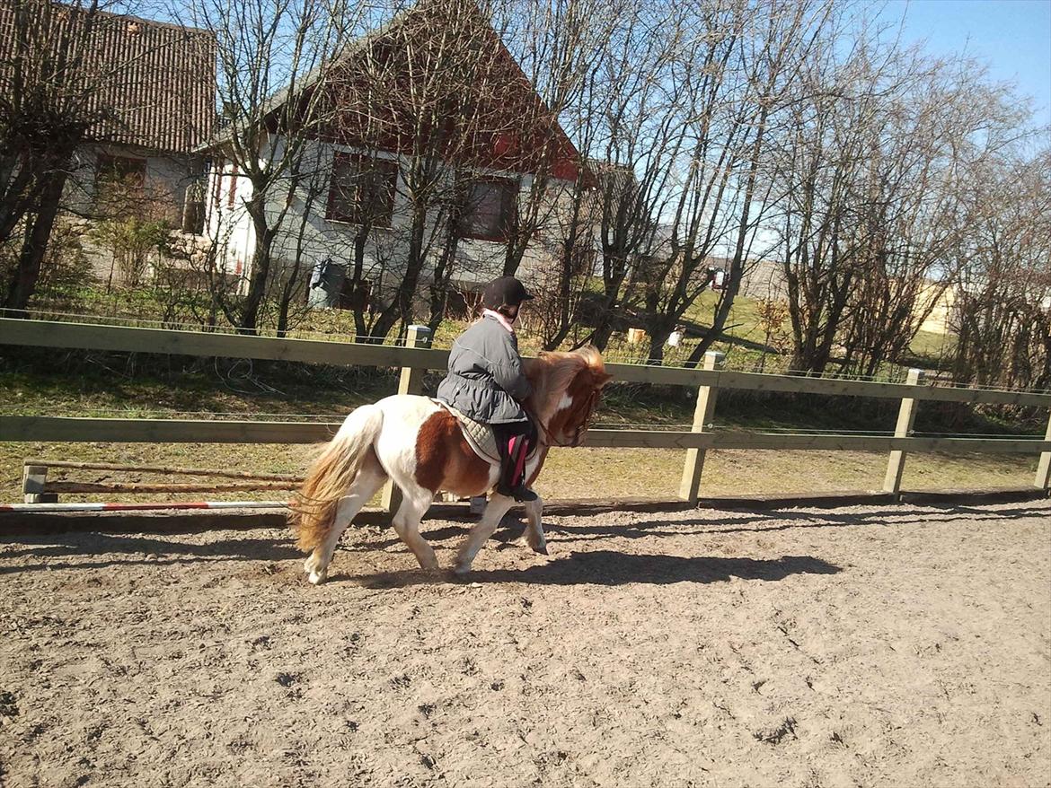 Shetlænder Little Star billede 10